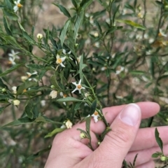 Solanum pseudocapsicum at Ainslie, ACT - 4 Nov 2023