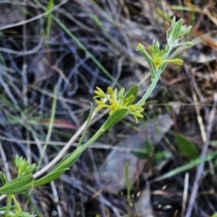 Pimelea curviflora var. sericea (Curved Riceflower) at Belconnen, ACT - 22 Oct 2023 by sangio7