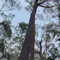 Eucalyptus sieberi (Silvertop Ash) at Kianga, NSW - 4 Nov 2023 by Steve818