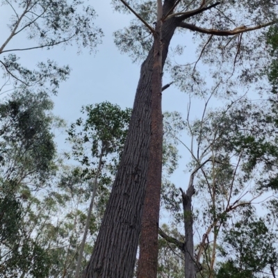 Eucalyptus sieberi (Silvertop Ash) at Kianga, NSW - 4 Nov 2023 by Steve818