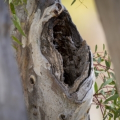 Platycercus elegans at Majura, ACT - 3 Nov 2023