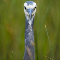 Egretta novaehollandiae (White-faced Heron) at Majura, ACT - 3 Nov 2023 by trevsci