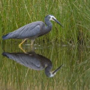 Egretta novaehollandiae at Majura, ACT - 3 Nov 2023 04:04 PM