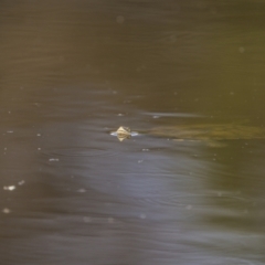 Chelodina longicollis (Eastern Long-necked Turtle) at Majura, ACT - 3 Nov 2023 by trevsci