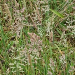 Holcus lanatus (Yorkshire Fog) at O'Malley, ACT - 4 Nov 2023 by Mike