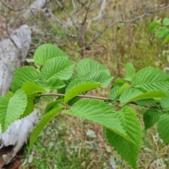 Ulmus procera (English Elm) at O'Malley, ACT - 4 Nov 2023 by Mike