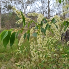 Prunus serotina (Black Cherry) at O'Malley, ACT - 4 Nov 2023 by Mike