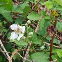 Rubus anglocandicans (Blackberry) at O'Malley, ACT - 4 Nov 2023 by Mike