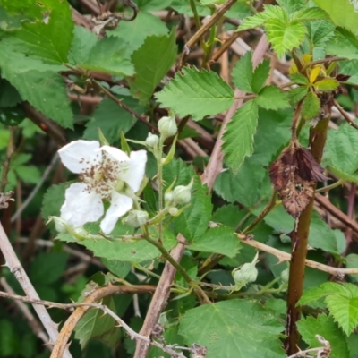 Rubus anglocandicans (Blackberry) at O'Malley, ACT - 4 Nov 2023 by Mike