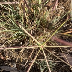 Chloris truncata (Windmill Grass) at Fentons Creek, VIC - 1 Nov 2023 by KL
