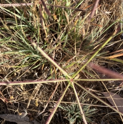 Chloris truncata (Windmill Grass) at Fentons Creek, VIC - 1 Nov 2023 by KL