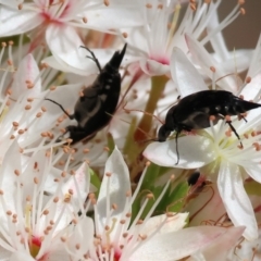 Mordellidae (family) (Unidentified pintail or tumbling flower beetle) at Beechworth, VIC - 28 Oct 2023 by KylieWaldon