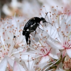 Mordellidae (family) (Unidentified pintail or tumbling flower beetle) at Beechworth, VIC - 28 Oct 2023 by KylieWaldon