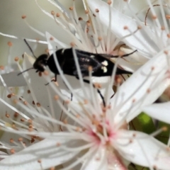 Mordellidae (family) (Unidentified pintail or tumbling flower beetle) at Beechworth, VIC - 28 Oct 2023 by KylieWaldon