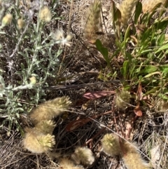 Ptilotus spathulatus (Pussytails, Cats Paws) at Fentons Creek, VIC - 1 Nov 2023 by KL