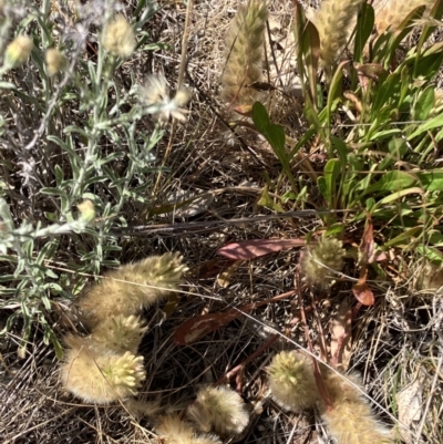 Ptilotus spathulatus (Pussytails, Cats Paws) at Fentons Creek, VIC - 1 Nov 2023 by KL