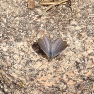 Zizina otis at Rendezvous Creek, ACT - 3 Nov 2023 12:39 PM