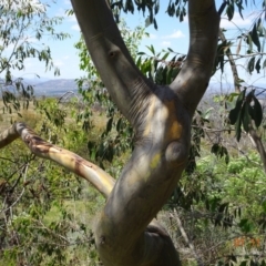 Eucalyptus stellulata (Black Sally) at Tuggeranong, ACT - 1 Nov 2023 by GirtsO