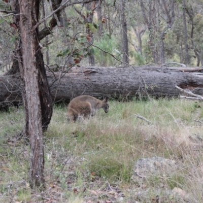 Notamacropus rufogriseus (Red-necked Wallaby) at Sutton, NSW - 3 Nov 2023 by VanceLawrence