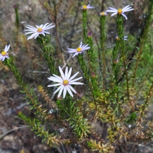 Olearia tenuifolia at Rendezvous Creek, ACT - 3 Nov 2023 11:11 AM