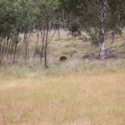 Tachyglossus aculeatus (Short-beaked Echidna) at Jacka, ACT - 4 Nov 2023 by VanceLawrence