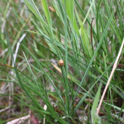 Paropsisterna sp. (genus) (A leaf beetle) at Jacka, ACT - 4 Nov 2023 by VanceLawrence