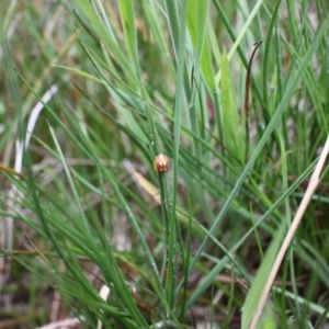 Paropsisterna sp. (genus) at Jacka, ACT - 4 Nov 2023