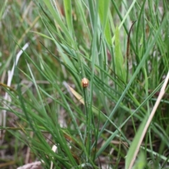 Paropsisterna sp. (genus) at Jacka, ACT - 4 Nov 2023