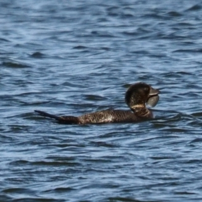 Biziura lobata (Musk Duck) at Dunlop, ACT - 30 Oct 2023 by Caric