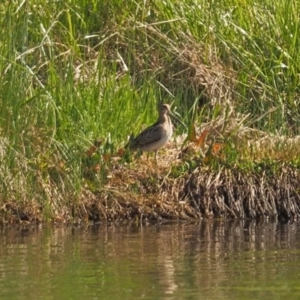 Gallinago hardwickii at Dunlop, ACT - 30 Oct 2023