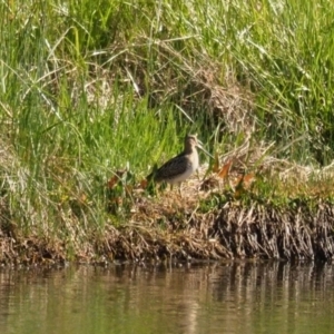 Gallinago hardwickii at Dunlop, ACT - 30 Oct 2023 08:16 AM