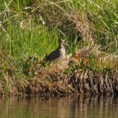 Gallinago hardwickii at Dunlop, ACT - 30 Oct 2023