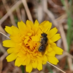 Lasioglossum (Homalictus) sp. (genus & subgenus) (Furrow Bee) at Isaacs, ACT - 4 Nov 2023 by Mike