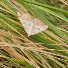 Taxeotis stereospila (Taxeotis stereospila) at Isaacs, ACT - 4 Nov 2023 by Mike