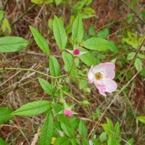 Rosa sp. at Isaacs Ridge - 4 Nov 2023