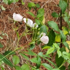 Rosa sp. at Isaacs Ridge - 4 Nov 2023