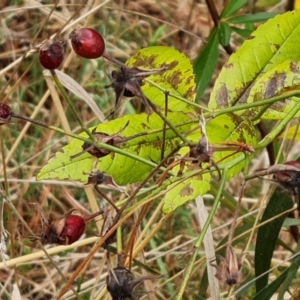 Rosa sp. at Isaacs Ridge - 4 Nov 2023