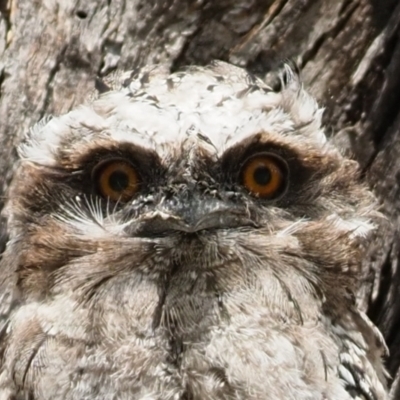 Podargus strigoides (Tawny Frogmouth) at Umbagong District Park - 28 Oct 2023 by Caric