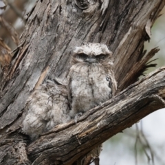 Podargus strigoides at Latham, ACT - 28 Oct 2023