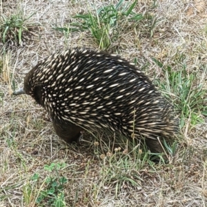 Tachyglossus aculeatus at Coombs, ACT - 4 Nov 2023 10:07 AM