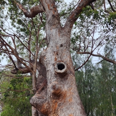 Eucalyptus botryoides (Bangalay, Southern Mahogany) at Moruya Heads, NSW - 4 Nov 2023 by Steve818