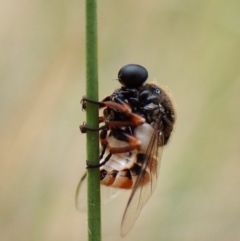 Ogcodes basalis (A hunch-back fly) at Belconnen, ACT - 4 Nov 2023 by CathB