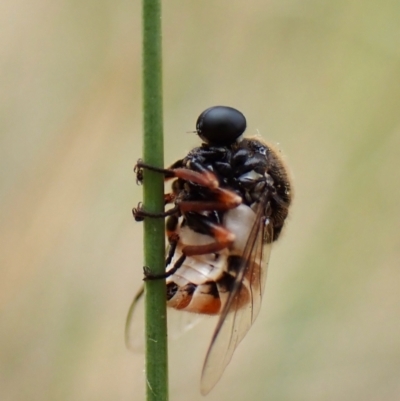 Ogcodes basalis (A hunch-back fly) at Belconnen, ACT - 4 Nov 2023 by CathB