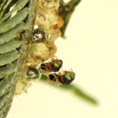 Chalcidoidea (superfamily) (A gall wasp or Chalcid wasp) at Aranda Bushland - 1 Nov 2023 by CathB