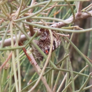 Ogyris amaryllis at Stromlo, ACT - 3 Nov 2023