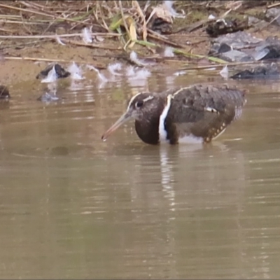 Rostratula australis (Australian Painted-snipe) at National Arboretum Forests - 4 Nov 2023 by BenW