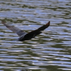 Phalacrocorax sulcirostris (Little Black Cormorant) at Cotter Reserve - 3 Nov 2023 by RodDeb