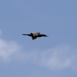 Phalacrocorax sulcirostris at Stromlo, ACT - 3 Nov 2023 01:08 PM