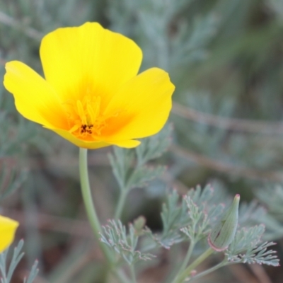 Eschscholzia californica (California Poppy) at Stromlo, ACT - 3 Nov 2023 by RodDeb