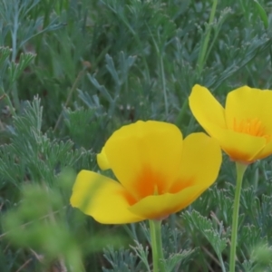 Eschscholzia californica at Stromlo, ACT - 3 Nov 2023